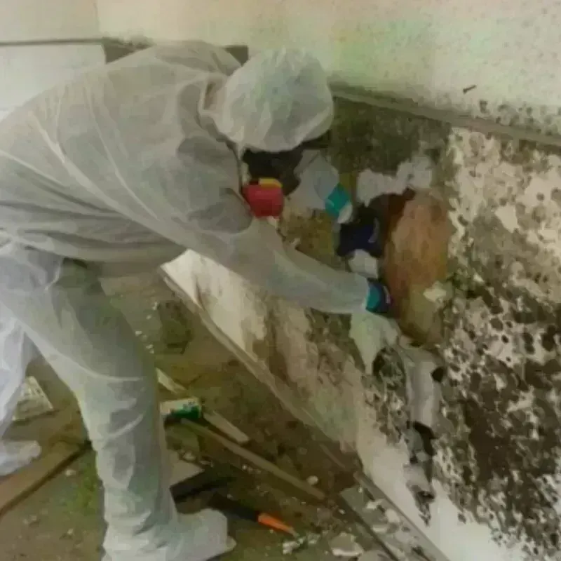 Mold Remediation and Removal in Clinton, IA